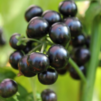 Garden Huckleberry (Samen)