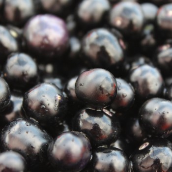 Garden Huckleberry (Samen)