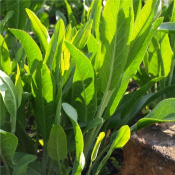 Gartenkresse ausdauernd