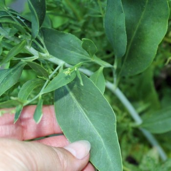 Gartenkresse ausdauernd (Pflanze)