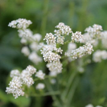 Gartenkresse ausdauernd (Pflanze)