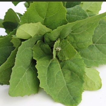 Melde Butterkraut (Samen)