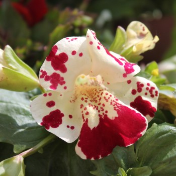 Gauklerblume Mix (Samen)