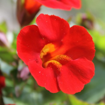 Gauklerblume Mix (Samen)