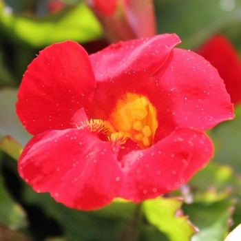 Gauklerblume Mix (Samen)