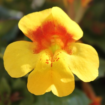 Gauklerblume Mix (Samen)