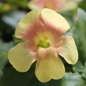 Gauklerblume Mix (Samen)