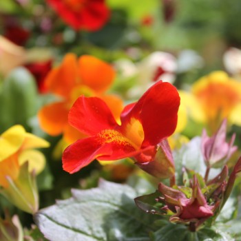 Gauklerblume Mix (Samen)