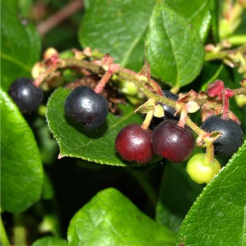 Salal-Shallon (Samen)