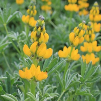 Gelbe Süßlupine (Samen)