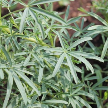 Gelbe Süßlupine (Samen)