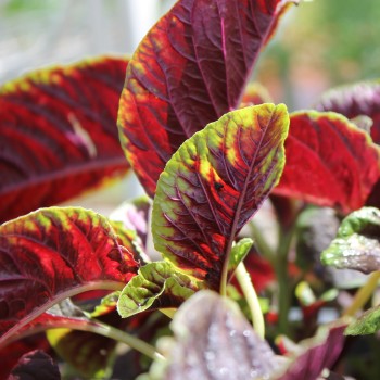 Gemüseamaranth Red Beauty (Samen)
