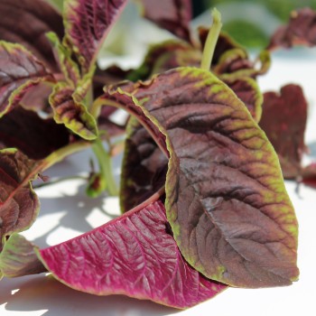 Gemüseamaranth Red Beauty (Samen)