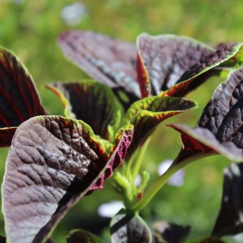 Gemüseamaranth Red Beauty (Samen)