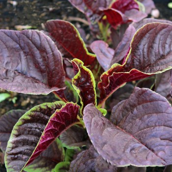 Gemüseamaranth Red Beauty (Samen)