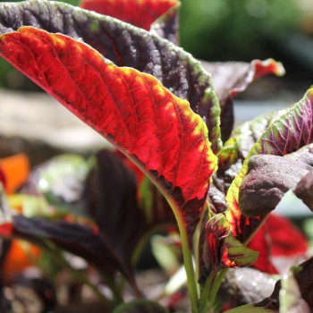 Gemüseamaranth Red Beauty (Samen)
