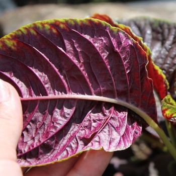Gemüseamaranth Red Beauty (Samen)