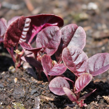 Gemüseamaranth Red Beauty (Samen)