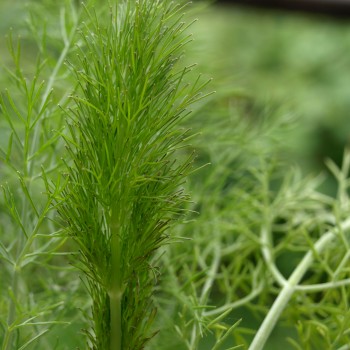 Gewürzfenchel grün (Samen)