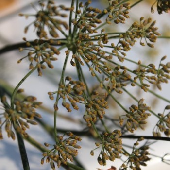 Gewürzfenchel bronze (Samen)