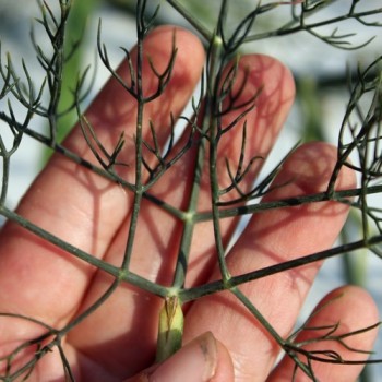 Gewürzfenchel bronze (Samen)