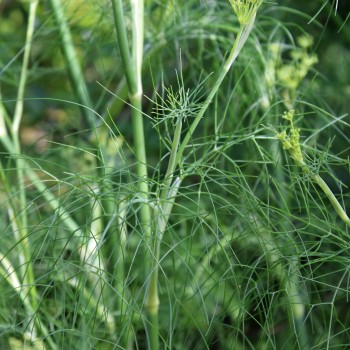 Gewürzfenchel grün (Samen)