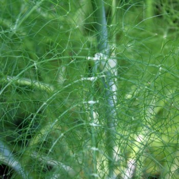 Gewürzfenchel grün (Samen)