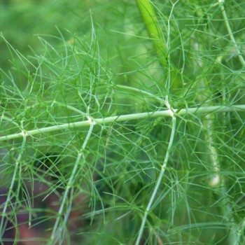 Gewürzfenchel grün (Samen)