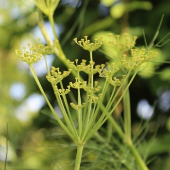Gewürzfenchel grün (Samen)
