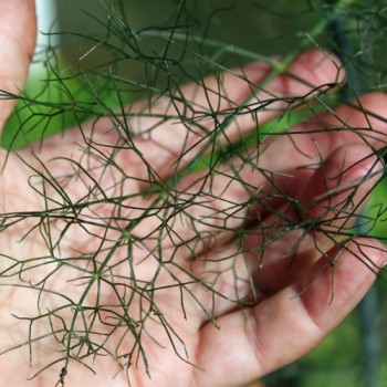 Gewürzfenchel grün (Samen)