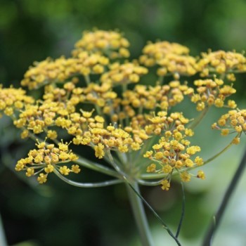 Gewürzfenchel grün (Samen)
