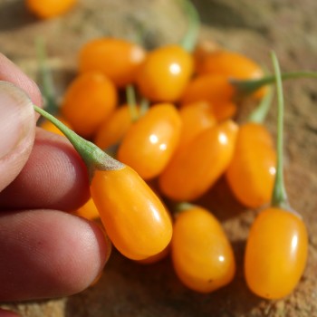 Goji Golden Honey (Pflanze)