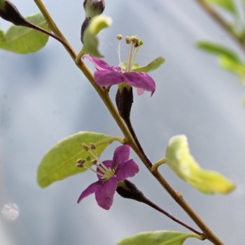 Goji Golden Honey (Pflanze)