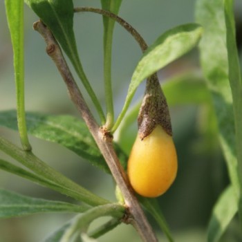 Goji Golden Honey (Pflanze)