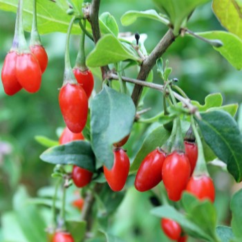 Goji Korean Big (Pflanze)