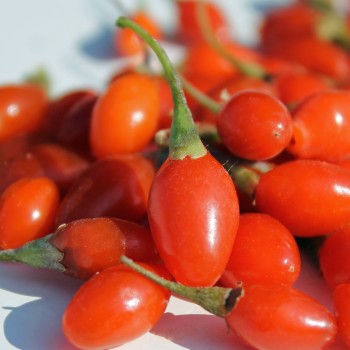 Goji Korean Big (Pflanze)