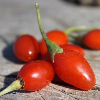 Goji Korean Big (Pflanze)