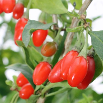 Goji Korean Big (Pflanze)