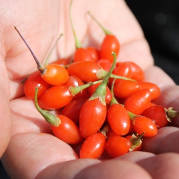 Goji Korean Big (Pflanze)