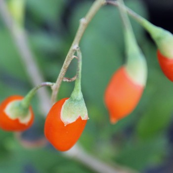 Goji No. 1 (Pflanze)