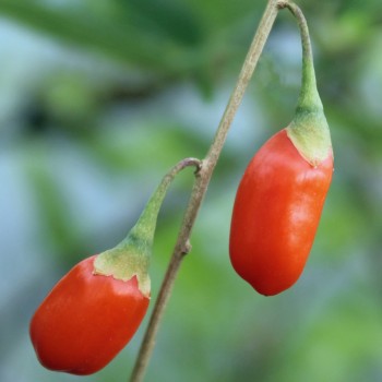 Goji No. 1 (Pflanze)