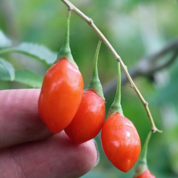 Goji No. 1 (Pflanze)