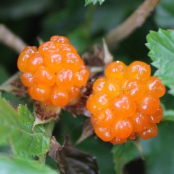 Goldbeere (Pflanze)