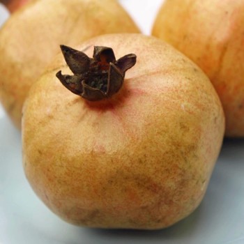Granatapfel Jaune (Pflanze)