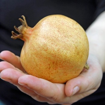 Granatapfel Jaune (Pflanze)