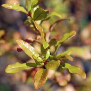 Granatapfel Jaune (Pflanze)