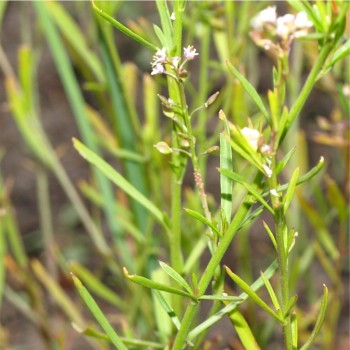 Grasblättrige Kresse (Samen)
