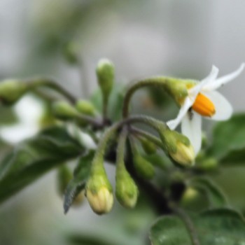 Greenberry (Samen)