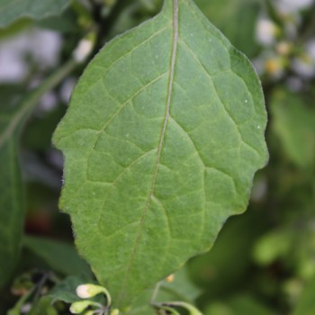 Greenberry (Samen)
