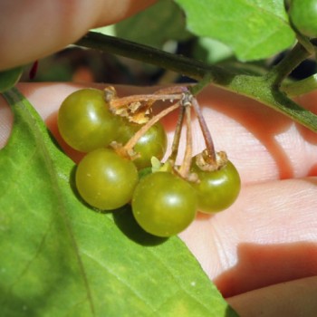 Greenberry (Samen)